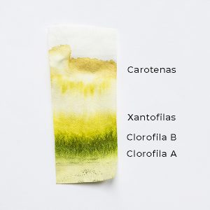 Por qué son verdes las hojas - Experimentos cromatografía en papel espinacas