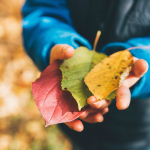 Guía de experimentos - Otoño.