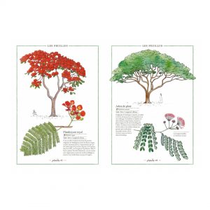 Inventario ilustrado de los arboles