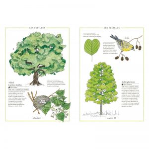 Inventario ilustrado de los arboles