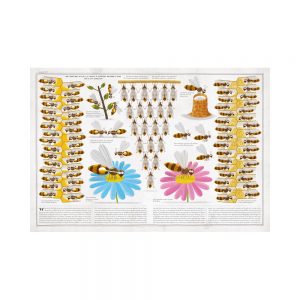 Abejas - Increíble Libro ilustrado