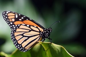 La montaña de las mariposas. El increíble viaje de la mariposa monarca