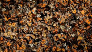 La montaña de las mariposas. El increíble viaje de la mariposa monarca