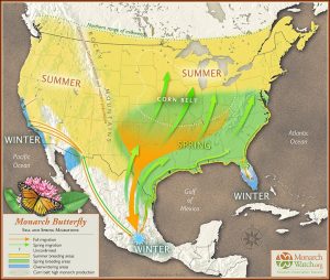 La montaña de las mariposas. El increíble viaje de la mariposa monarca