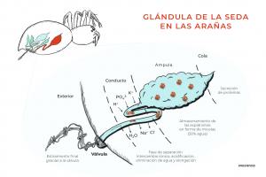 Tirando del hilo: la asombrosa seda de araña