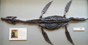plesiosaurus - Mary Anning La cazadora de fósiles