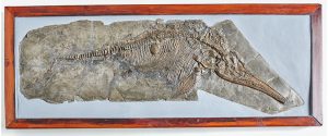 Fósil de ichthyosaur - Mary Anning La cazadora de fósiles