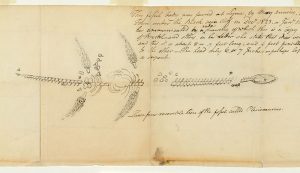 plesiosaurus - Mary Anning La cazadora de fósiles