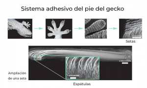 Cómo escalar paredes - el increíble pie del gecko