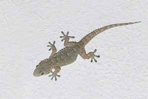 Cómo escalar paredes - el increíble pie del gecko
