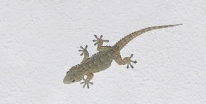 Cómo escalar paredes - el increíble pie del gecko