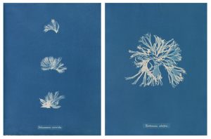 Anna_atkins_cianotipia_algas