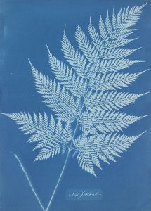 Anna_atkins_cianotipia_helecho