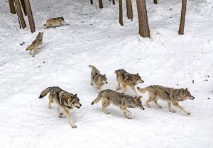 Manada de lobos en la nieve
