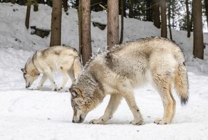 Los lobos de Yellowstone