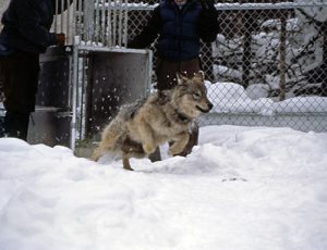 Reintroducción de lobos en Yelowstone
