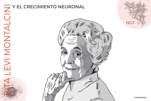 Rita Levi Montalcini y el NGF