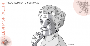 Rita Levi Montalcini y el NGF