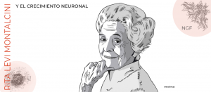 Rita Levi Montalcini y el NGF