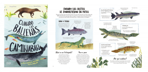 Cuando las ballenas caminaban - ( Libros de evolución para niños