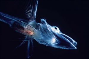 Larva pez de hielo