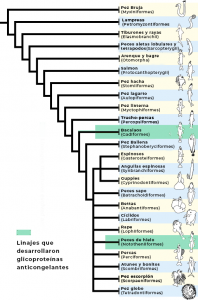 linajes de peces con proteínas anticongelantes