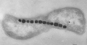 Bacterias magnetotácticas - Vivir con un imán