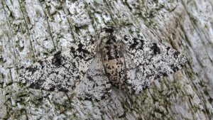 mariposa de los abedules, un ejemplo de evolución