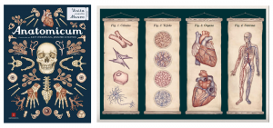 Anatomicum -
