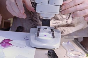 Un viaje microscópico - EresCiencia