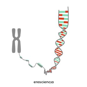 Los secretos del ADN - Taller de ciencia para niños de EresCiencia