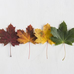 Taller Los colores de las hojas - EresCiencia