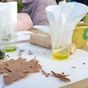 Taller Los colores de las hojas - EresCiencia