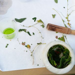 Taller Los colores de las hojas - EresCiencia
