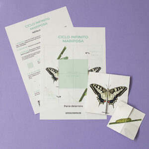 Ciclo infinito mariposa macaon - imprimible pdf