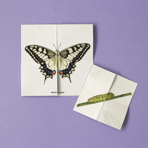 Ciclo infinito mariposa macaon - imprimible pdf