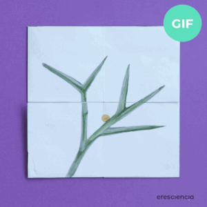 Ciclo infinito mariposa macaon - imprimible pdf